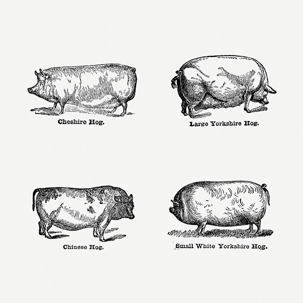 Vintage pig drawing. Digitally enhanced from our own original copy of The Open Door to Independence (1915) by Thomas E.…