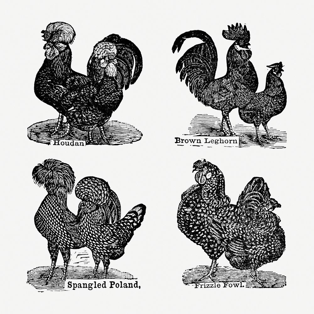 Vintage chicken drawing. Digitally enhanced from our own original copy of The Open Door to Independence (1915) by Thomas E.…