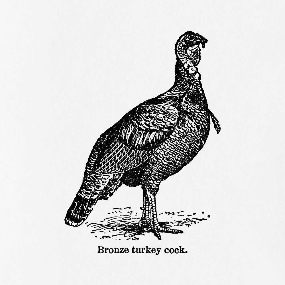 Vintage turkey drawing. Digitally enhanced from our own original copy of The Open Door to Independence (1915) by Thomas E.…