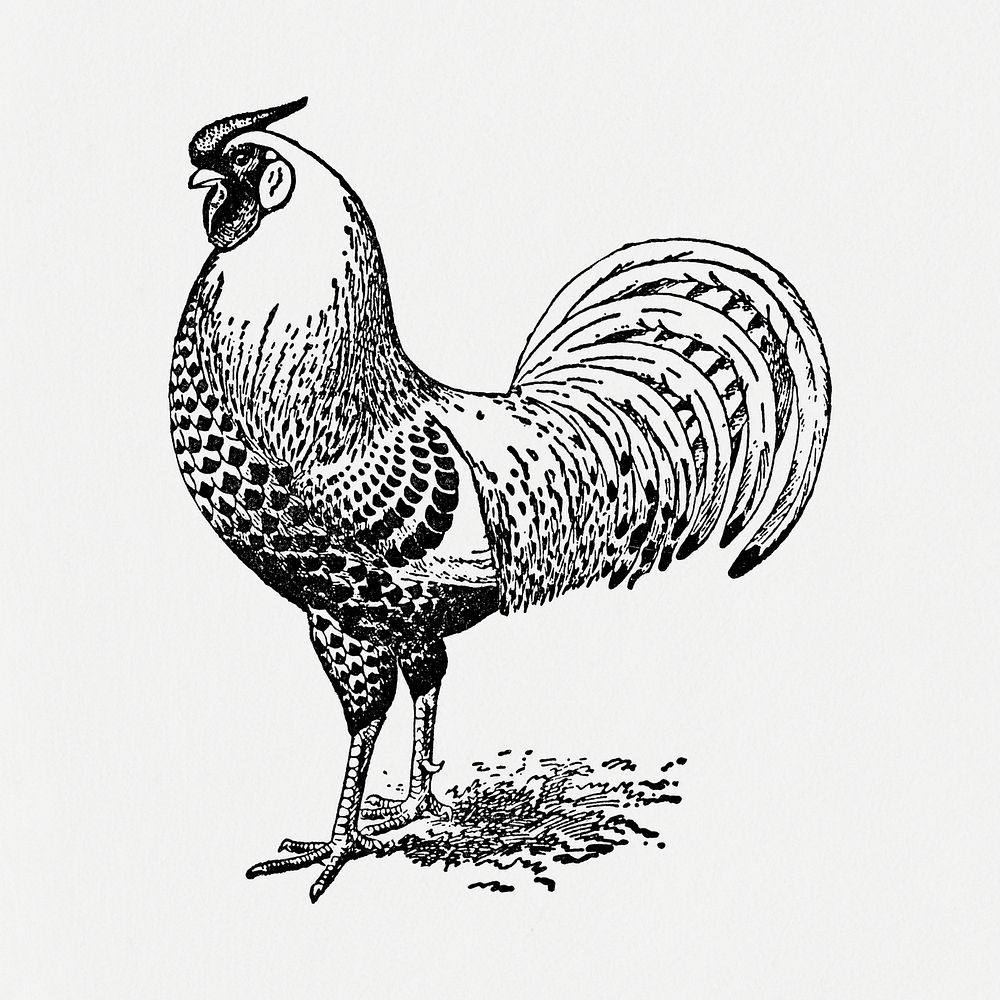 Chicken sticker, black ink drawing psd, digitally enhanced from our own original copy of The Open Door to Independence…