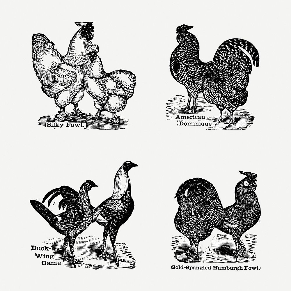 Vintage chicken drawing. Digitally enhanced from our own original copy of The Open Door to Independence (1915) by Thomas E.…