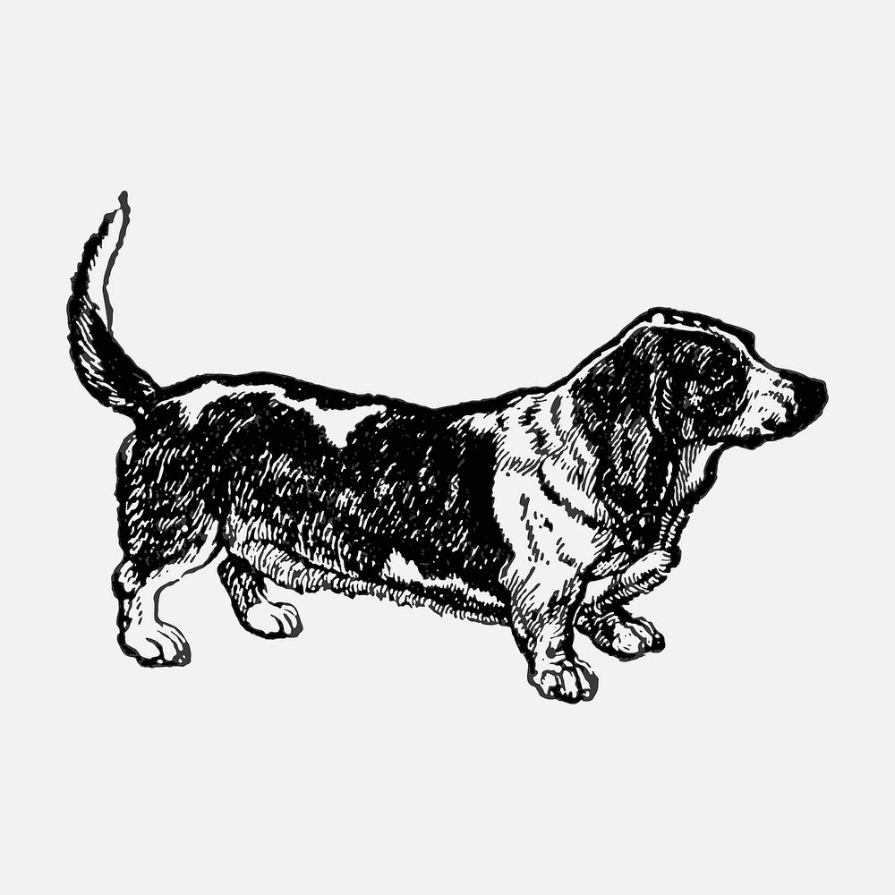 Basset Hound dog sticker, black ink drawing vector, digitally enhanced from our own original copy of The Open Door to…