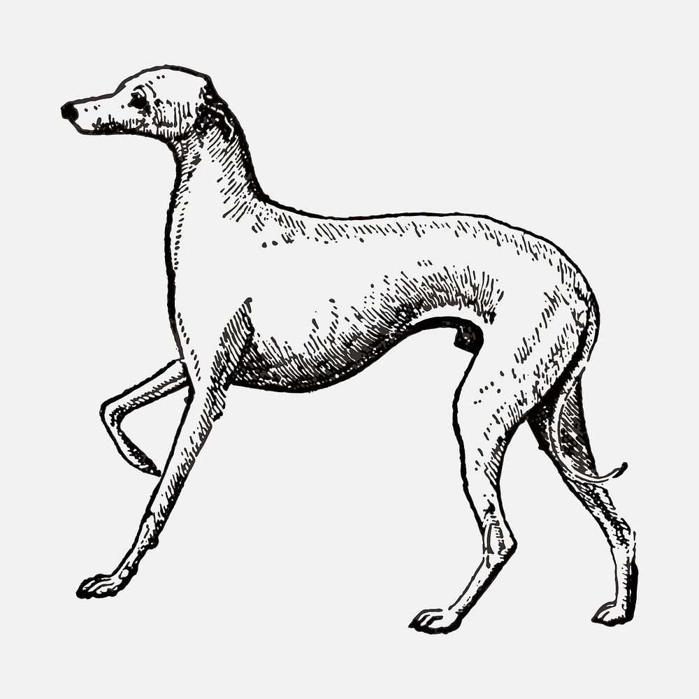 Italian Greyhound dog sticker, black ink drawing vector, digitally enhanced from our own original copy of The Open Door to…