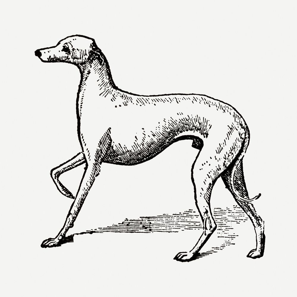 Italian Greyhound dog clipart, black ink drawing psd, digitally enhanced from our own original copy of The Open Door to…