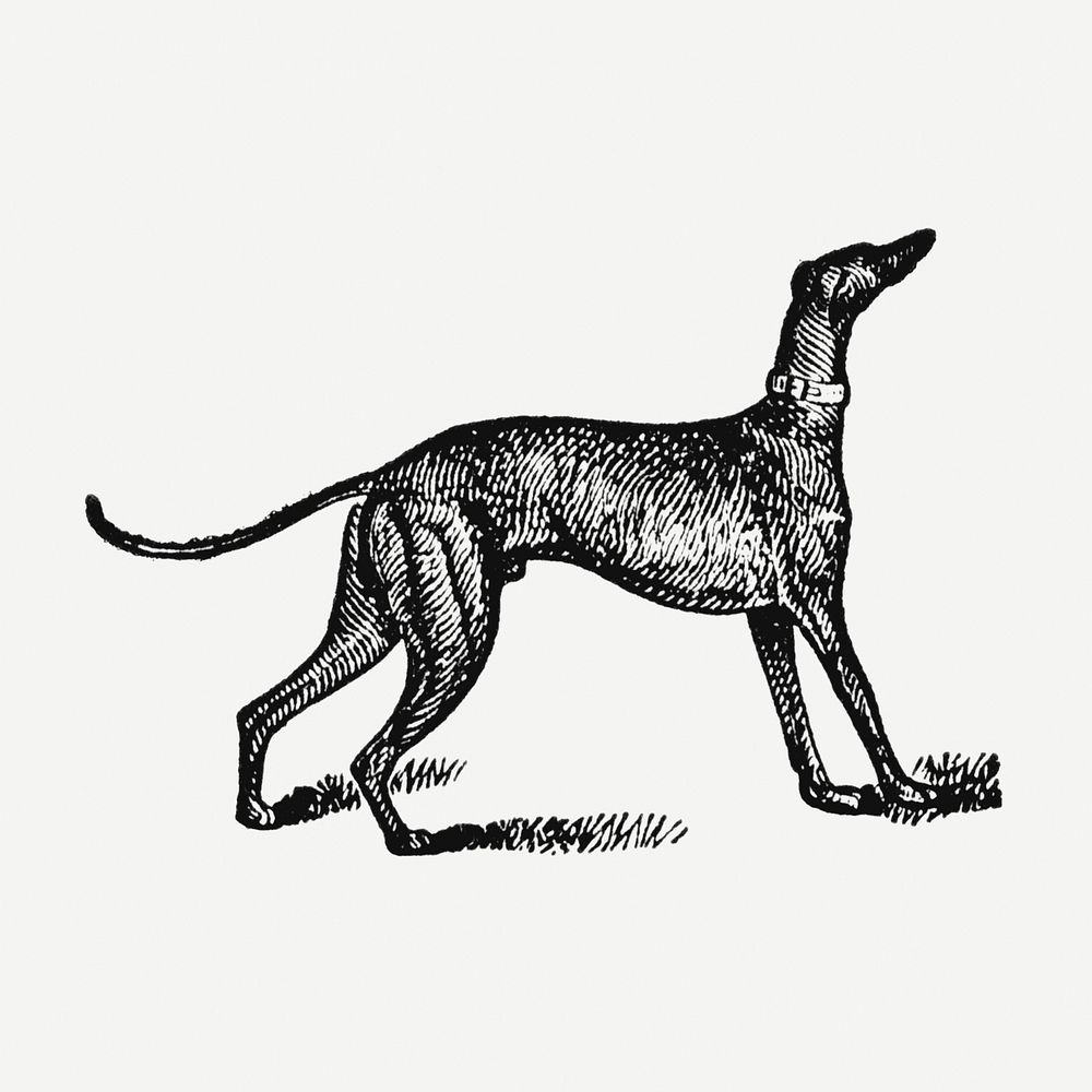 Greyhound dog clipart, black ink drawing psd, digitally enhanced from our own original copy of The Open Door to Independence…