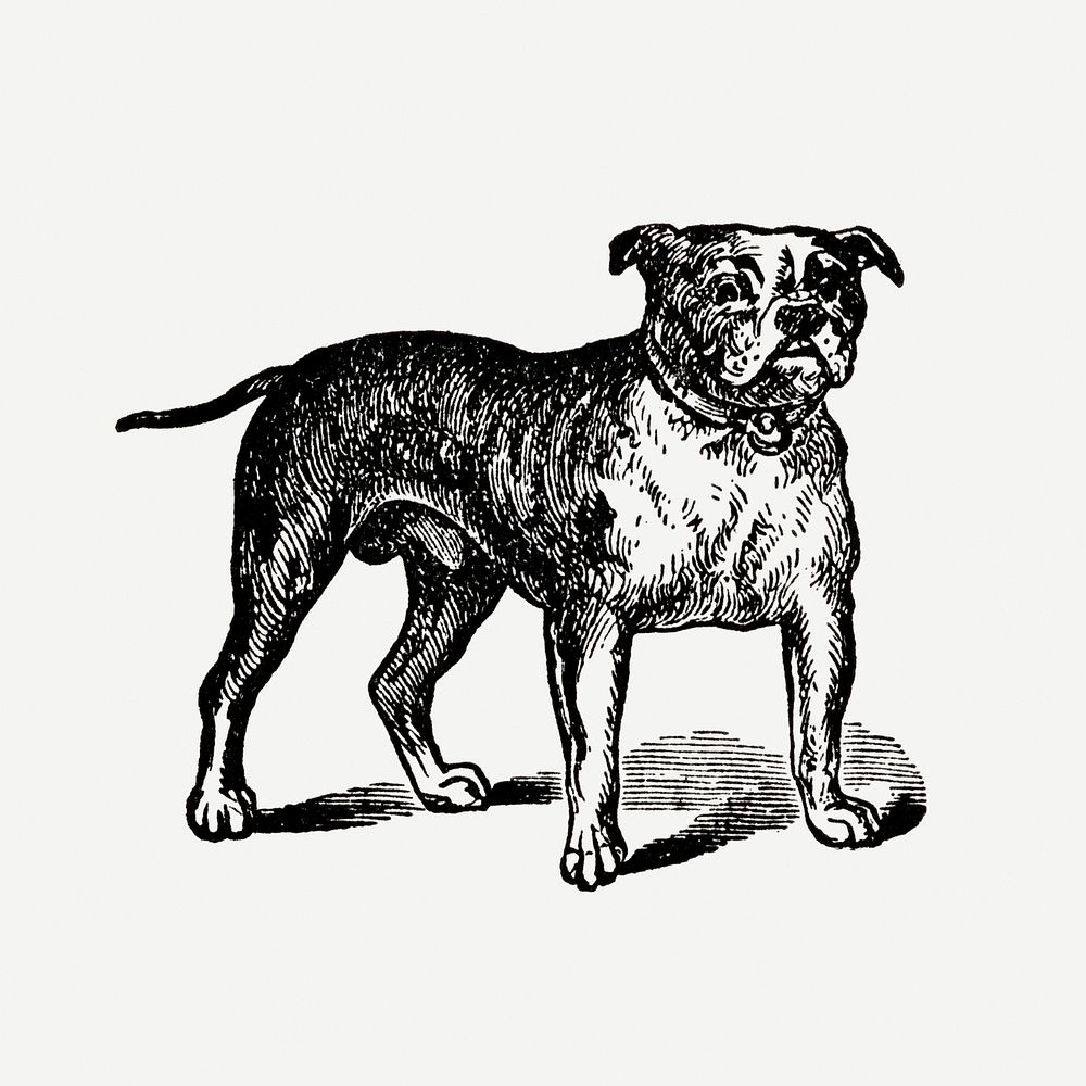 Bulldog dog clipart, black ink drawing psd, digitally enhanced from our own original copy of The Open Door to Independence…