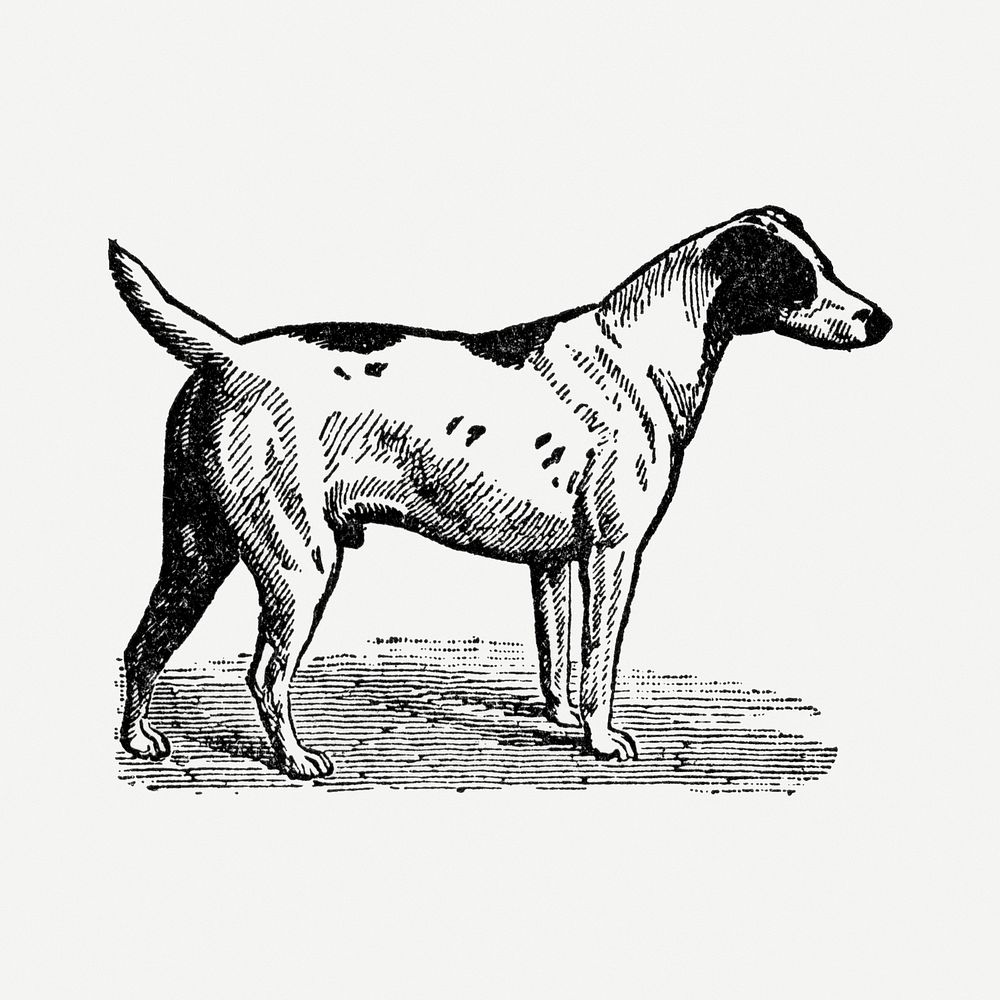Smooth Fox Terrier dog sticker, black ink drawing psd, digitally enhanced from our own original copy of The Open Door to…