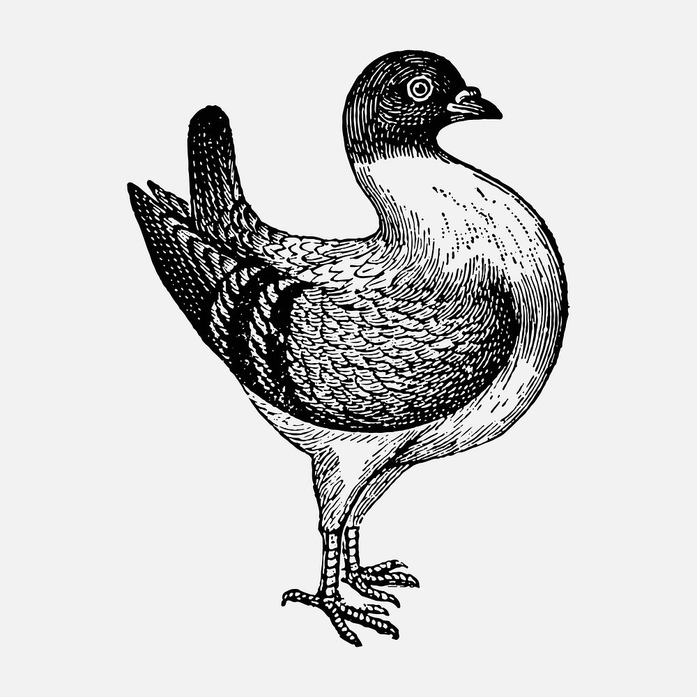 Leghorn Runt bird sticker, black ink drawing vector, digitally enhanced from our own original copy of The Open Door to…