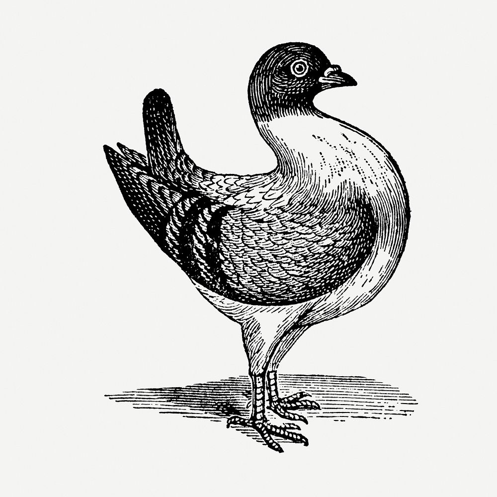 Leghorn Runt bird sticker, black ink drawing psd, digitally enhanced from our own original copy of The Open Door to…