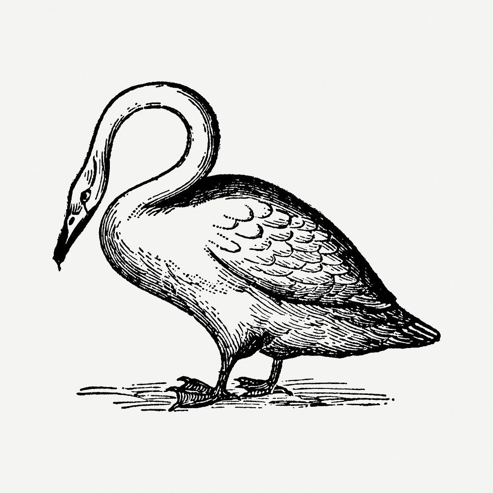 Swan sticker, black ink drawing psd, digitally enhanced from our own original copy of The Open Door to Independence (1915)…