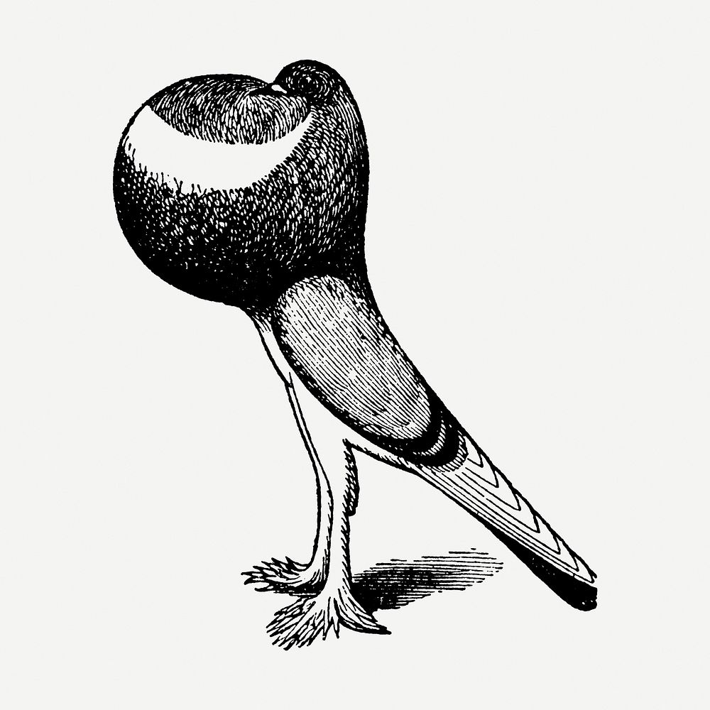 English Pouter Pigeon sticker, black ink drawing psd, digitally enhanced from our own original copy of The Open Door to…