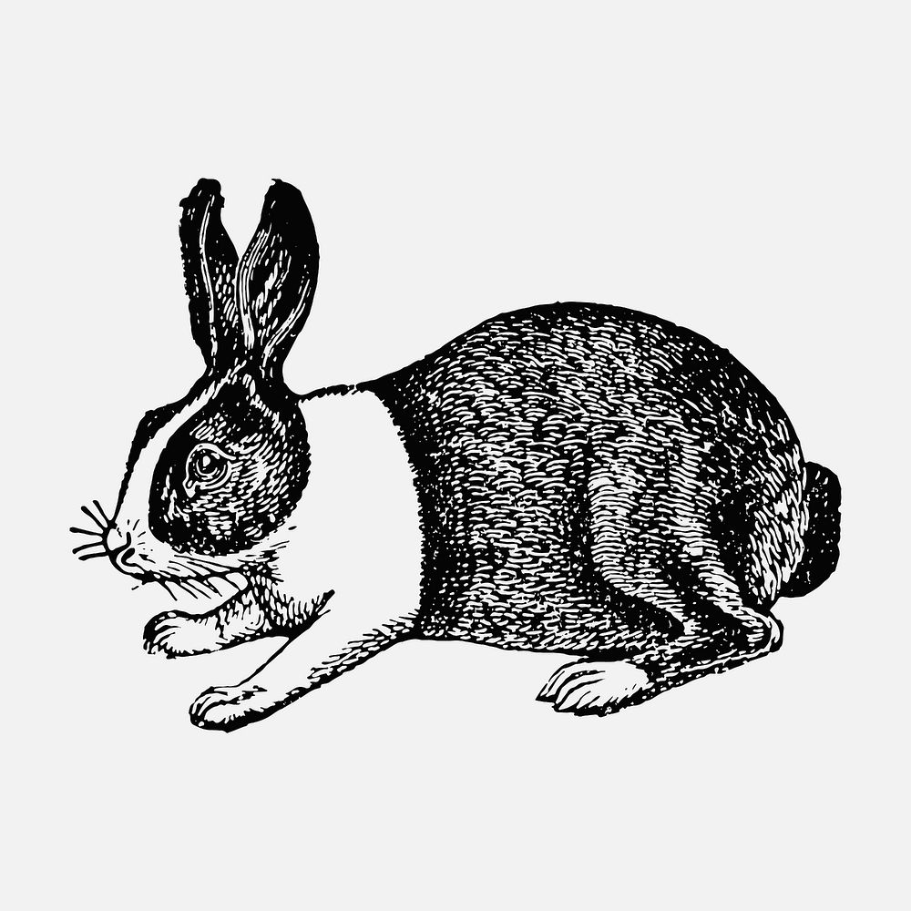Rabbit sticker, black ink drawing vector, digitally enhanced from our own original copy of The Open Door to Independence…