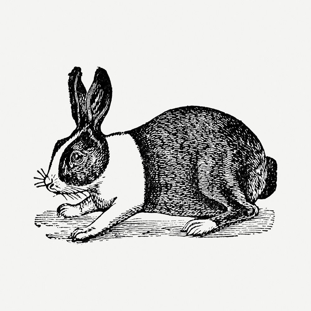 Rabbit sticker, black ink drawing psd, digitally enhanced from our own original copy of The Open Door to Independence (1915)…