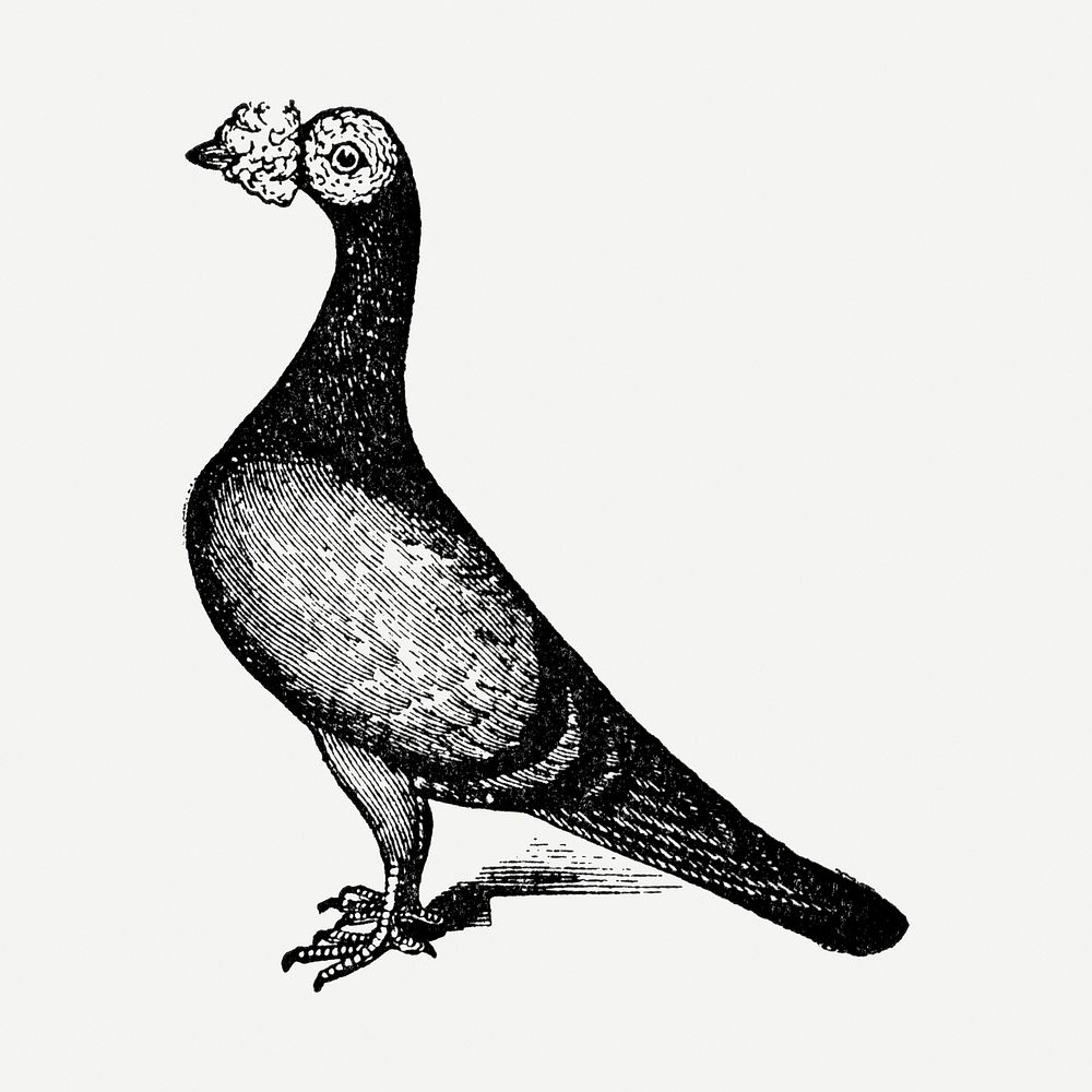 English carrier pigeon sticker, black ink drawing psd, digitally enhanced from our own original copy of The Open Door to…