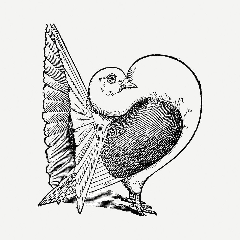 Fantail pigeon bird sticker, black ink drawing psd, digitally enhanced from our own original copy of The Open Door to…