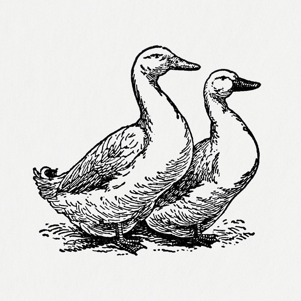 Duck sticker, black ink drawing psd, digitally enhanced from our own original copy of The Open Door to Independence (1915)…