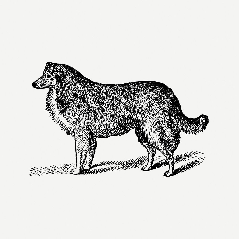Collie dog sticker, black ink drawing psd, digitally enhanced from our own original copy of The Open Door to Independence…