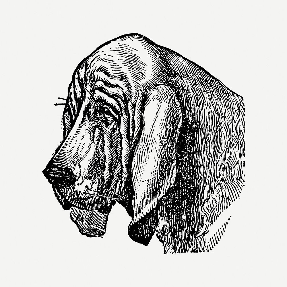 Bloodhound dog clipart, black ink drawing psd, digitally enhanced from our own original copy of The Open Door to…