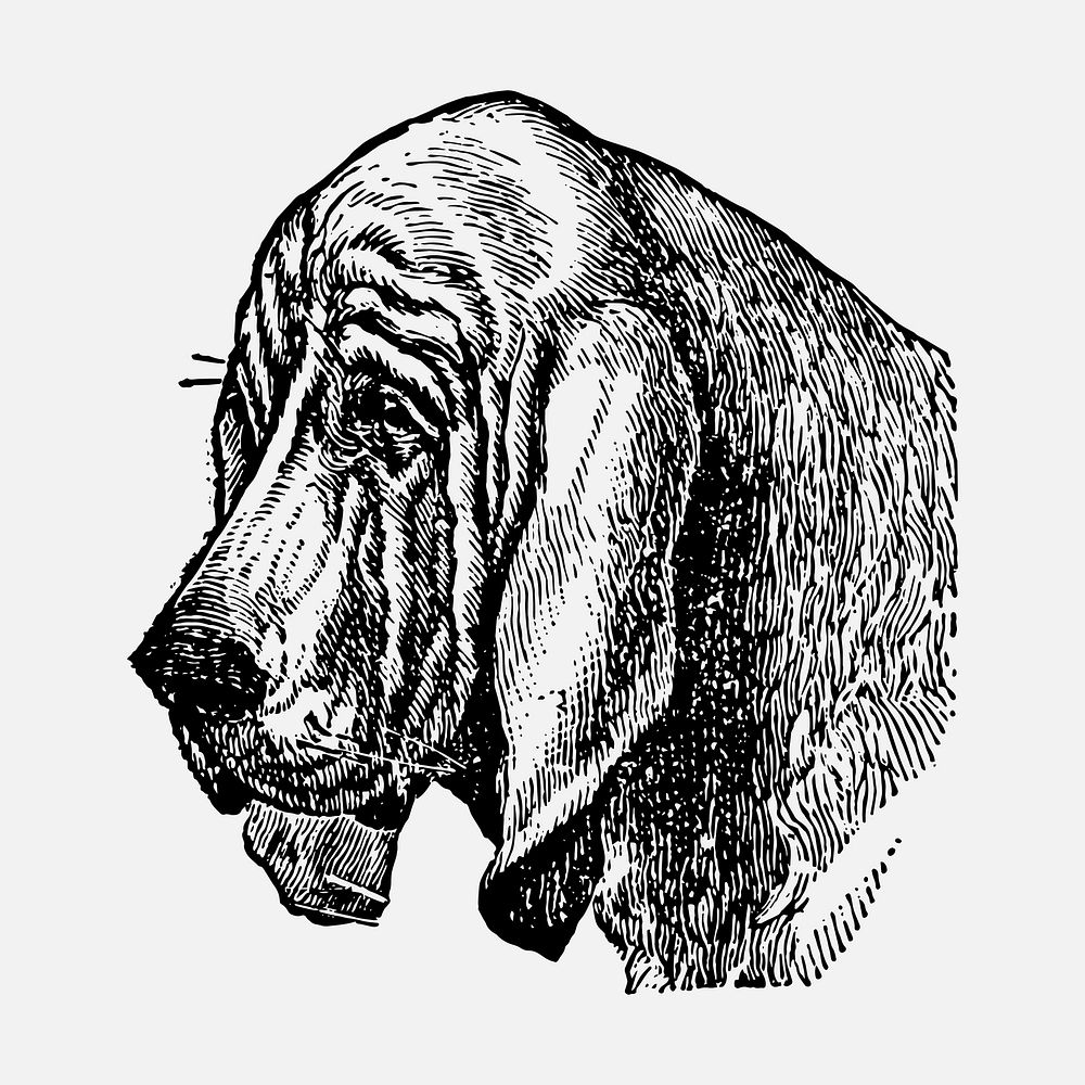 Bloodhound dog sticker, black ink drawing vector, digitally enhanced from our own original copy of The Open Door to…