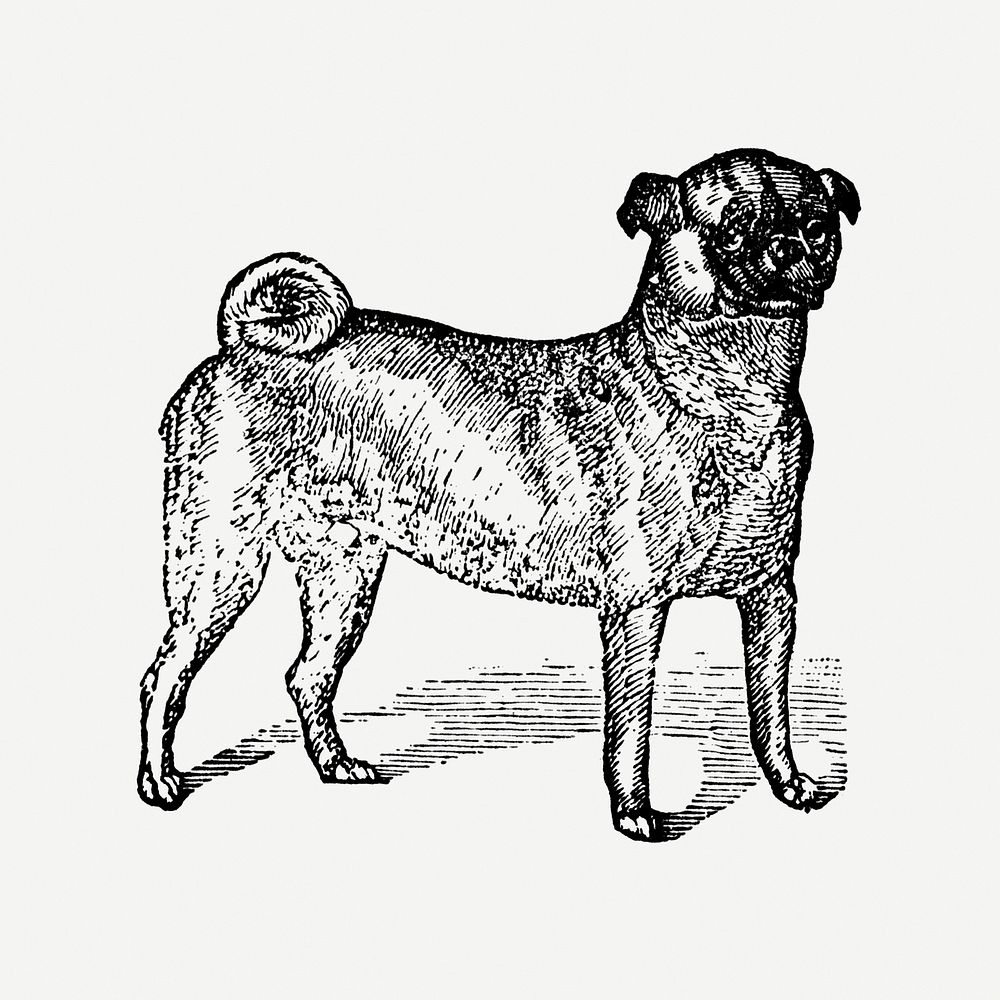Pug dog clipart, black ink drawing psd, digitally enhanced from our own original copy of The Open Door to Independence…