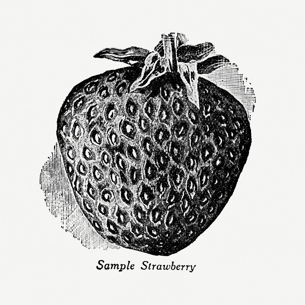 Vintage strawberry hand drawn illustration. Digitally enhanced from our own original copy of The Open Door to Independence…