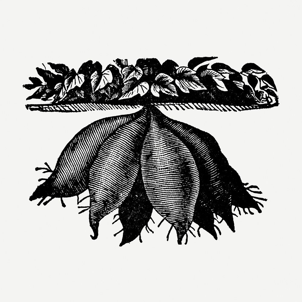 Sweet potato sticker, black ink drawing psd, digitally enhanced from our own original copy of The Open Door to Independence…