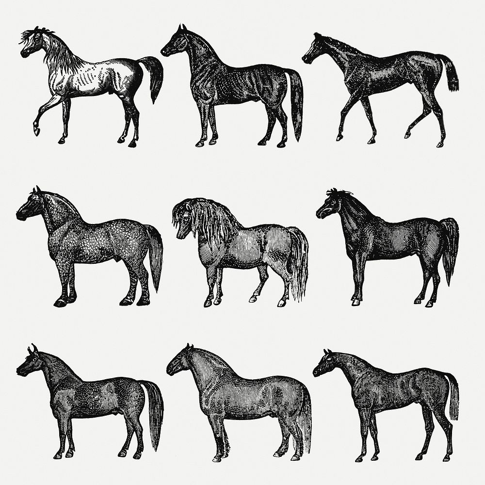 Horse clip art, vintage animal black ink illustration, psd set, digitally enhanced from our own original copy of The Open…