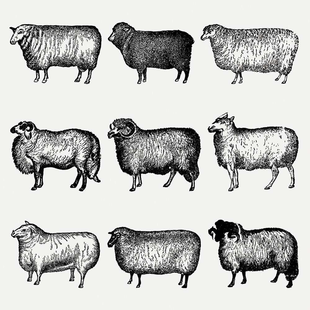 Sheep & goat clip art, vintage animal black ink illustration, psd set, digitally enhanced from our own original copy of The…