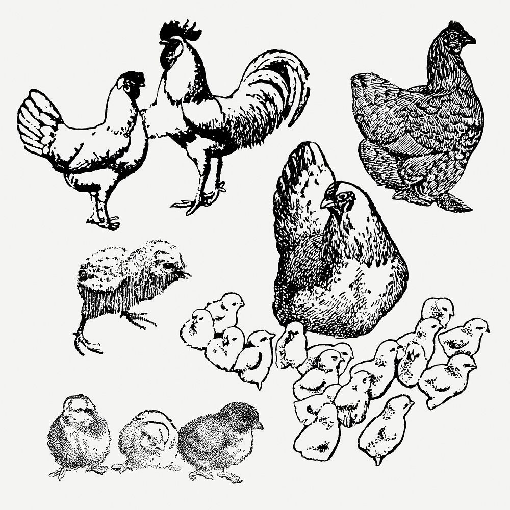 Chicken sticker, vintage animal black ink illustration, psd set, digitally enhanced from our own original copy of The Open…