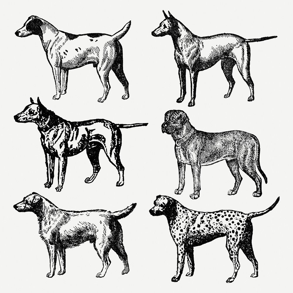 Dog sticker, vintage animal black ink illustration, psd set, digitally enhanced from our own original copy of The Open Door…