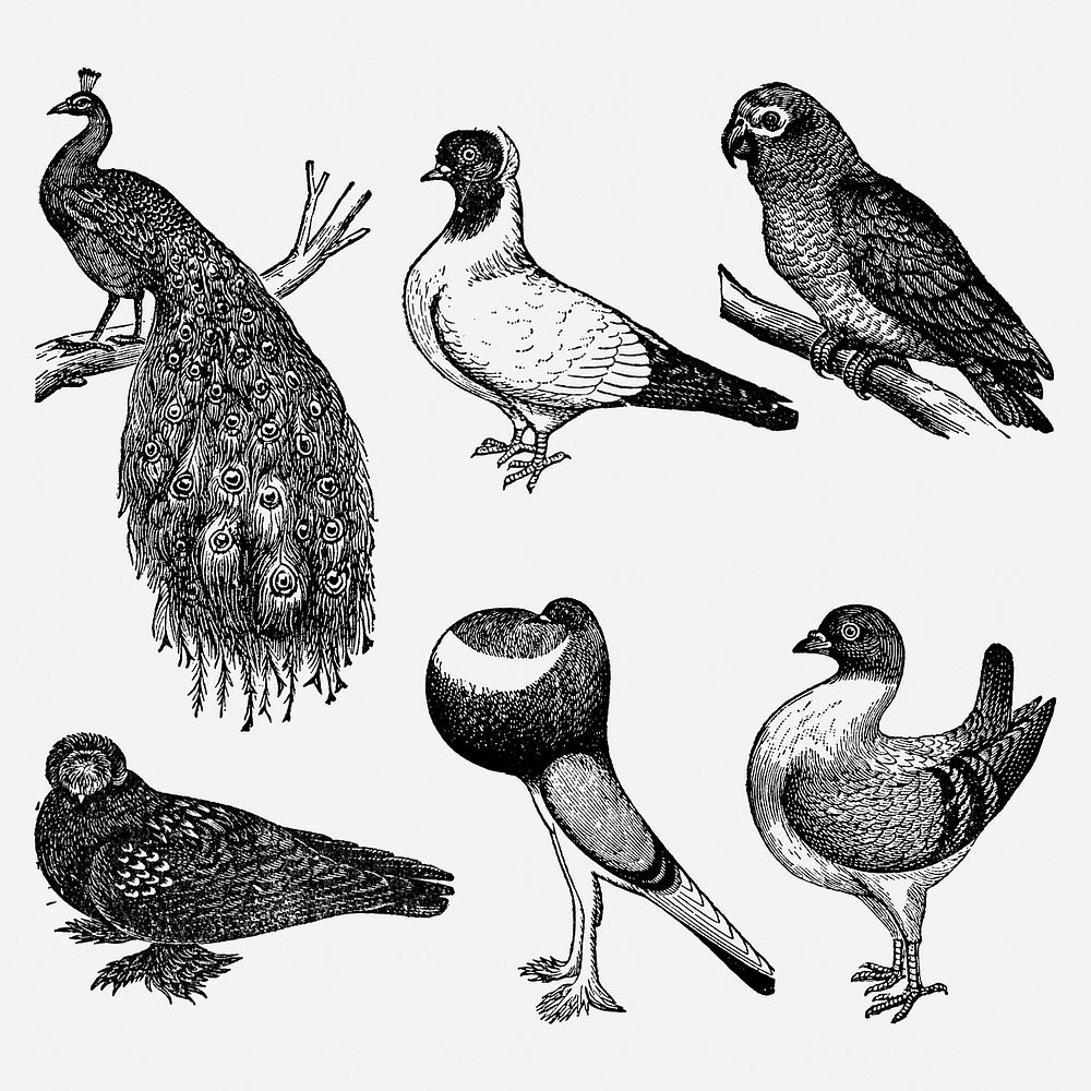 Bird clip art, vintage animal black ink illustration psd set, digitally enhanced from our own original copy of The Open Door…