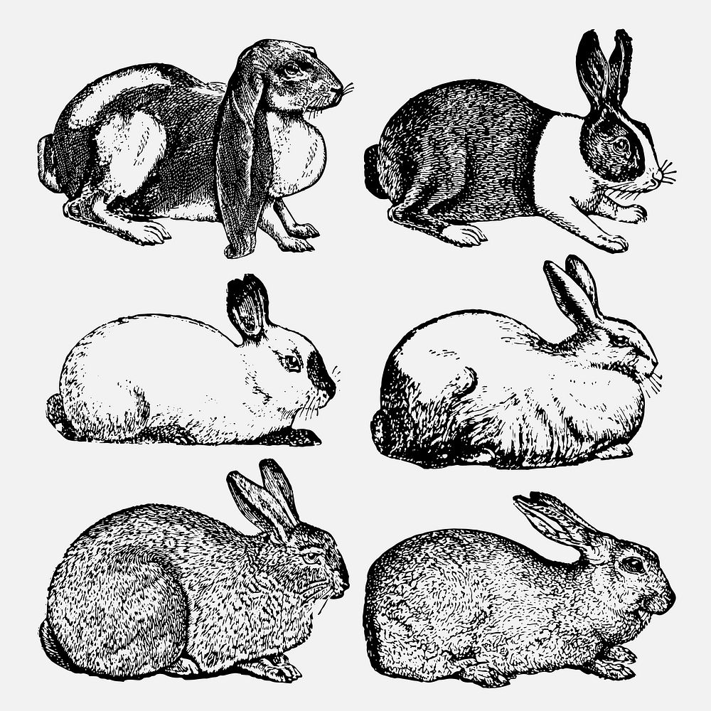 Rabbit sticker, vintage animal black ink illustration vector set, digitally enhanced from our own original copy of The Open…