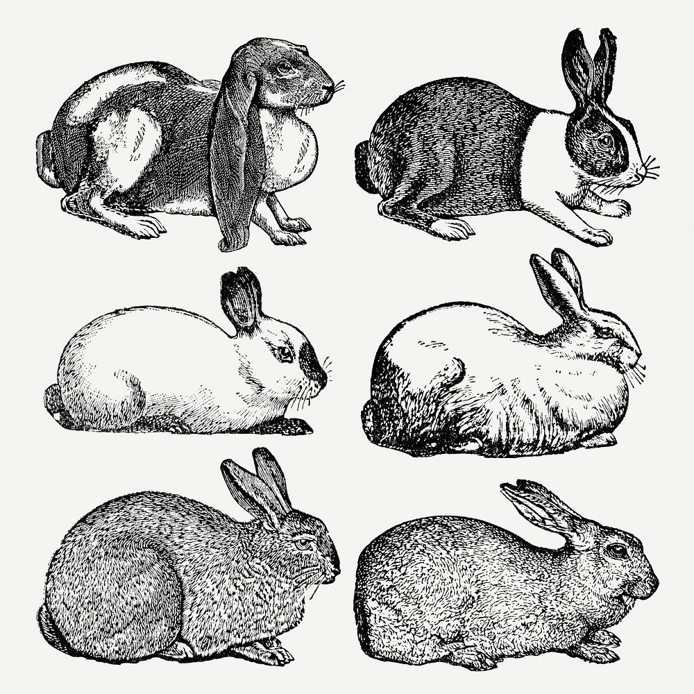Rabbit clip art, vintage animal black ink illustration psd set, digitally enhanced from our own original copy of The Open…