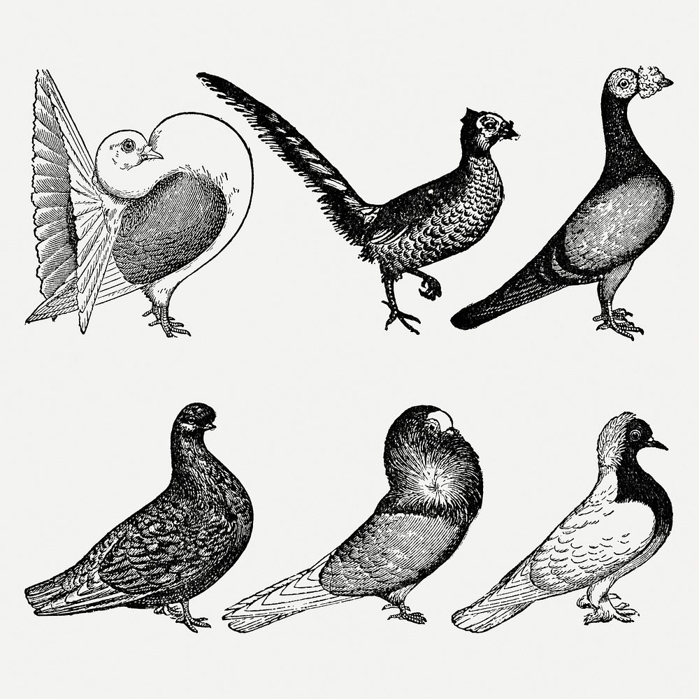 Pigeon clip art, vintage animal black ink illustration, psd set, digitally enhanced from our own original copy of The Open…