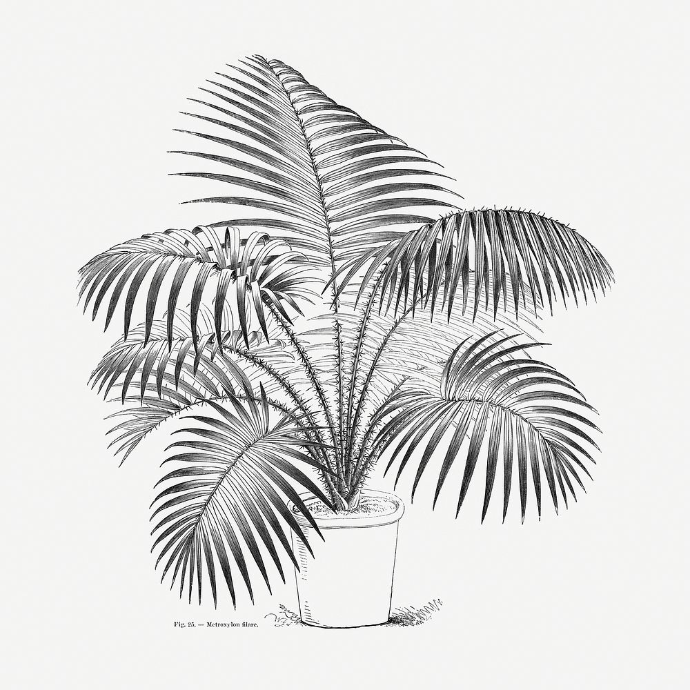 Vintage palm tree drawing. Digitally enhanced from our own original copy of Les Palmiers Histoire Iconographique (1878)…