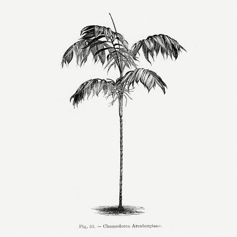 Vintage palm tree drawing. Digitally enhanced from our own original copy of Les Palmiers Histoire Iconographique (1878)…