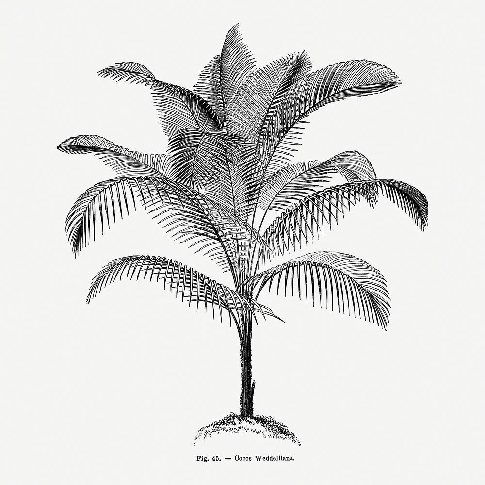 Vintage palm tree drawing. Digitally | Free Photo Illustration - rawpixel