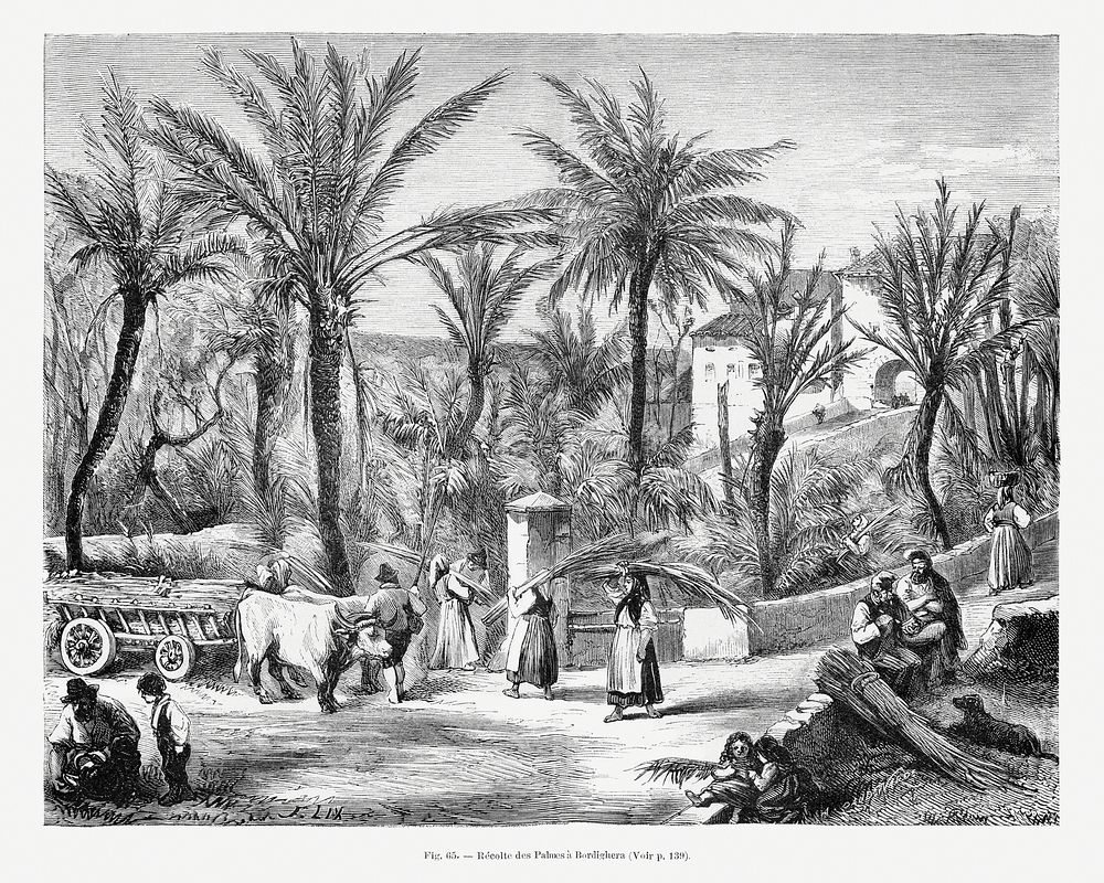 Classic landscape drawing with palm trees. Digitally enhanced from our own original copy of Les Palmiers Histoire…
