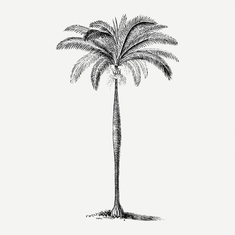Palm tree sticker, vintage tropical illustration, classic psd collage element
