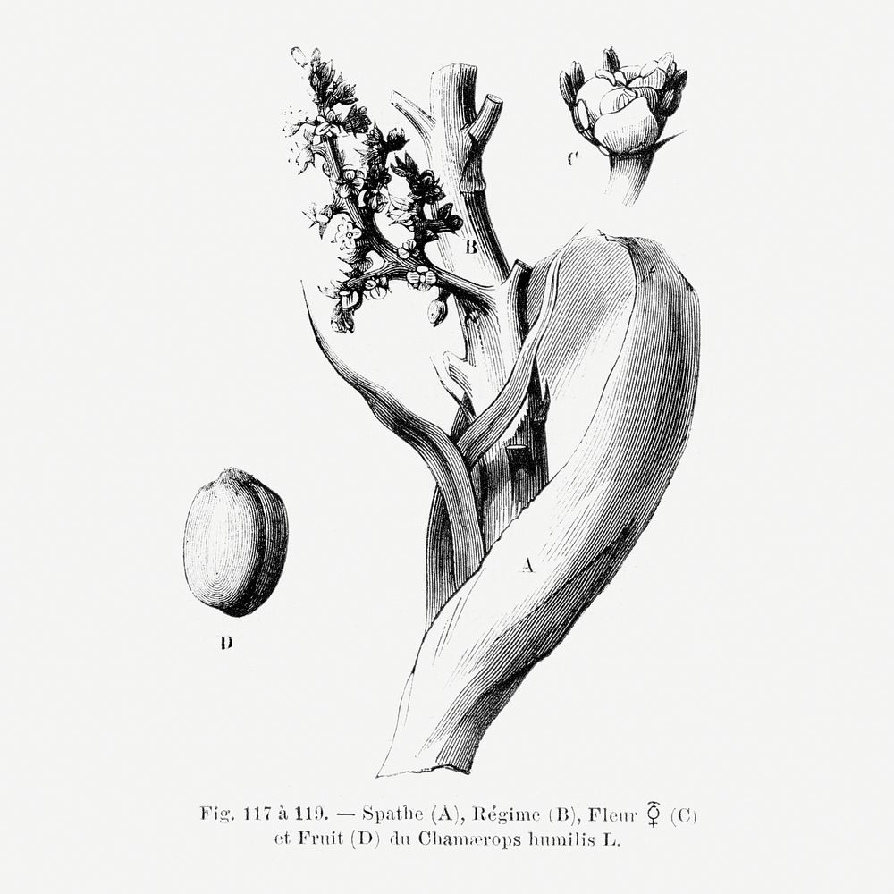 Classic botanical drawing. Digitally enhanced from our own original copy of Les Palmiers Histoire Iconographique (1878)…
