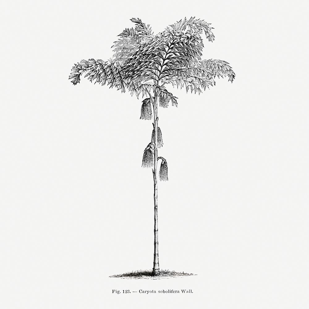 Vintage palm tree drawing. Digitally enhanced from our own original copy of Les Palmiers Histoire Iconographique (1878)…