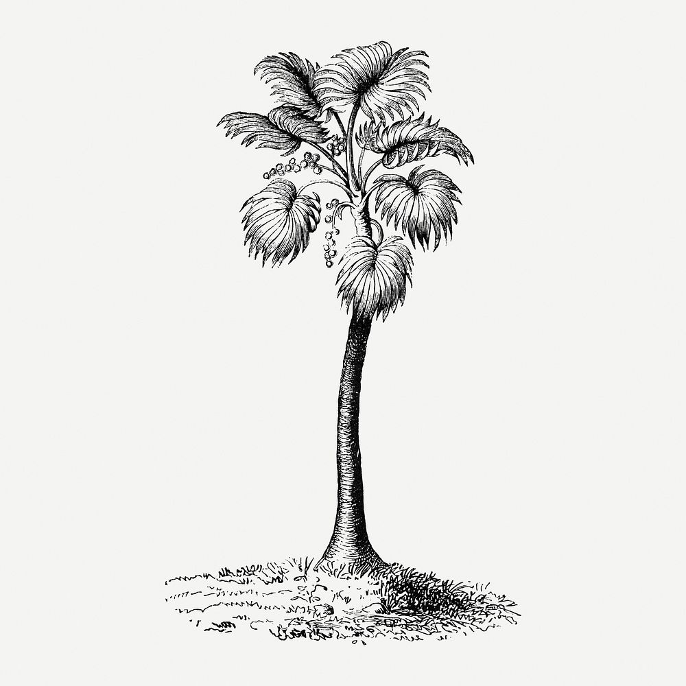 Palm tree sticker, vintage tropical illustration, classic psd collage element