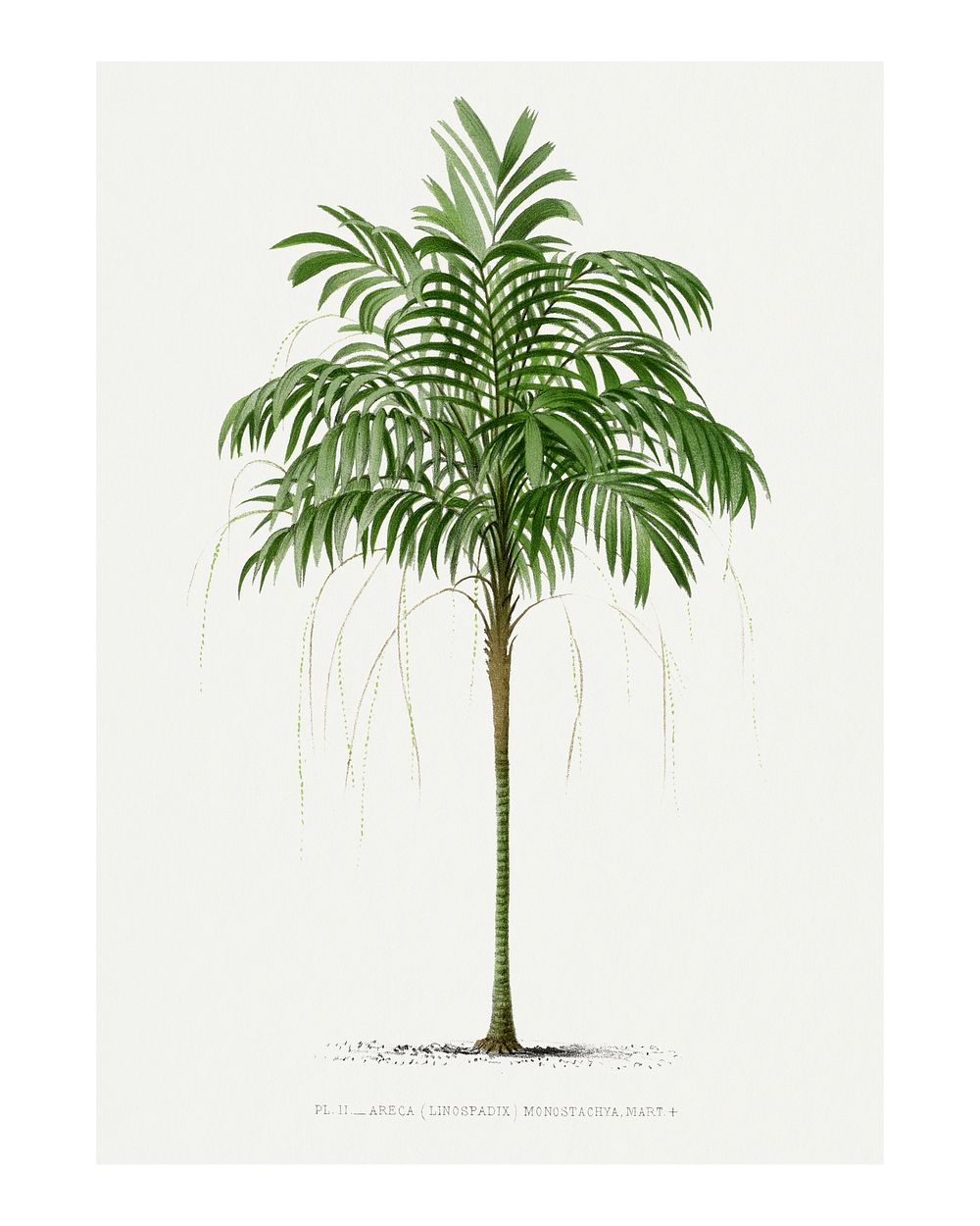 Palm tree art print, vintage illustration, remixed from our own original copy of Les Palmiers Histoire Iconographique…