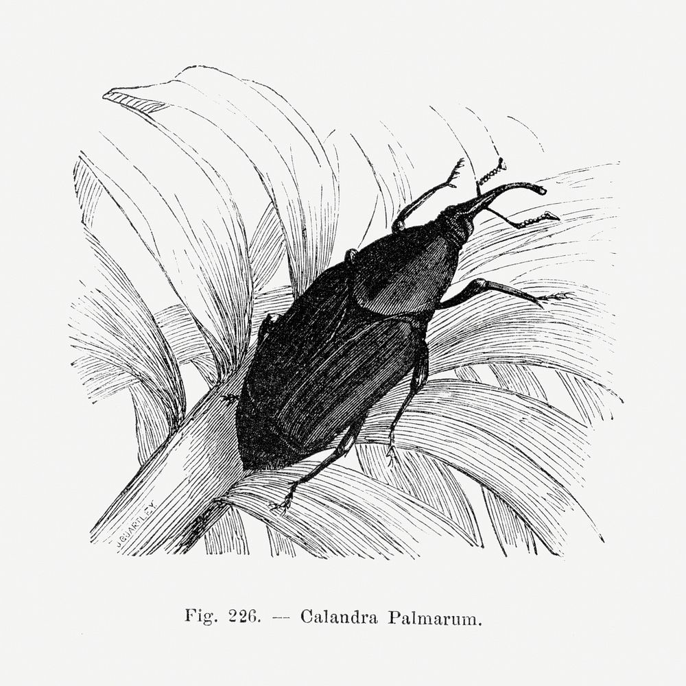 Insect drawing. Digitally enhanced from our own original copy of Les Palmiers Histoire Iconographique (1878), illustrated by…