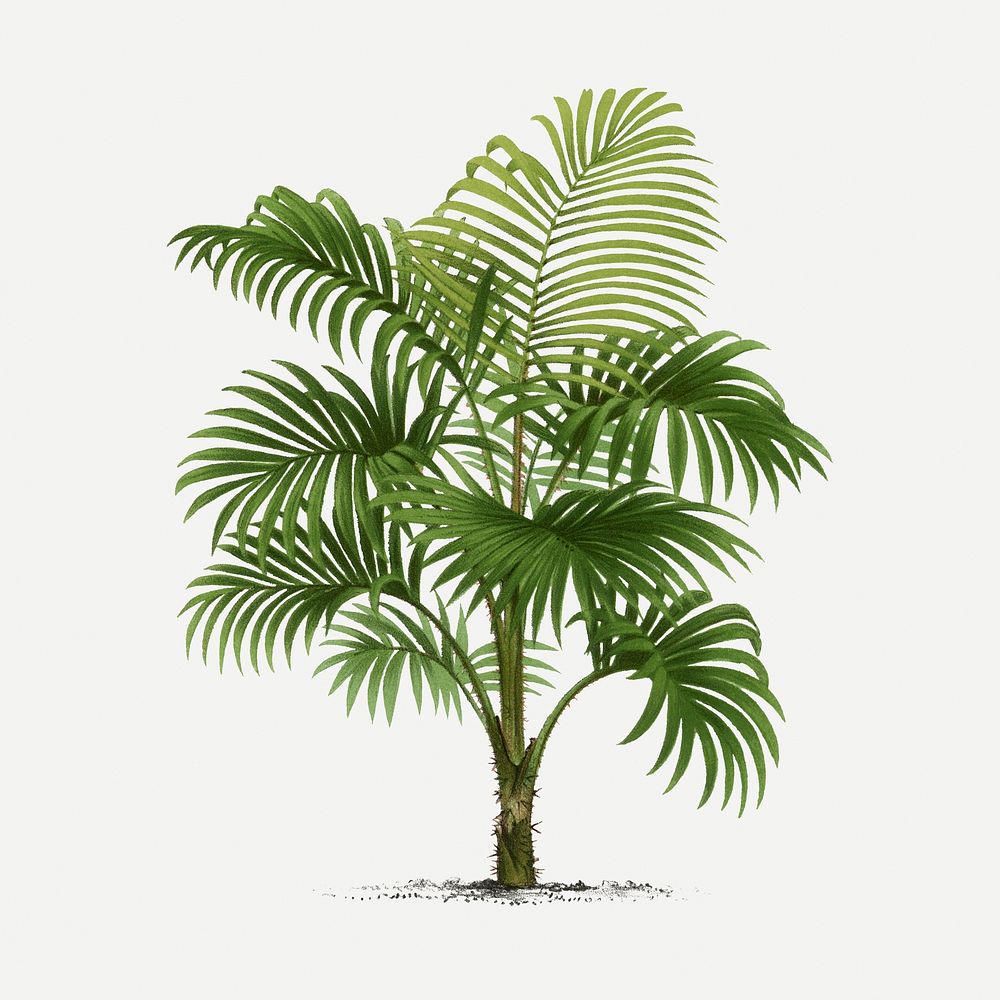 Palm tree illustration clipart, vintage tropical design in green, classic psd collage element