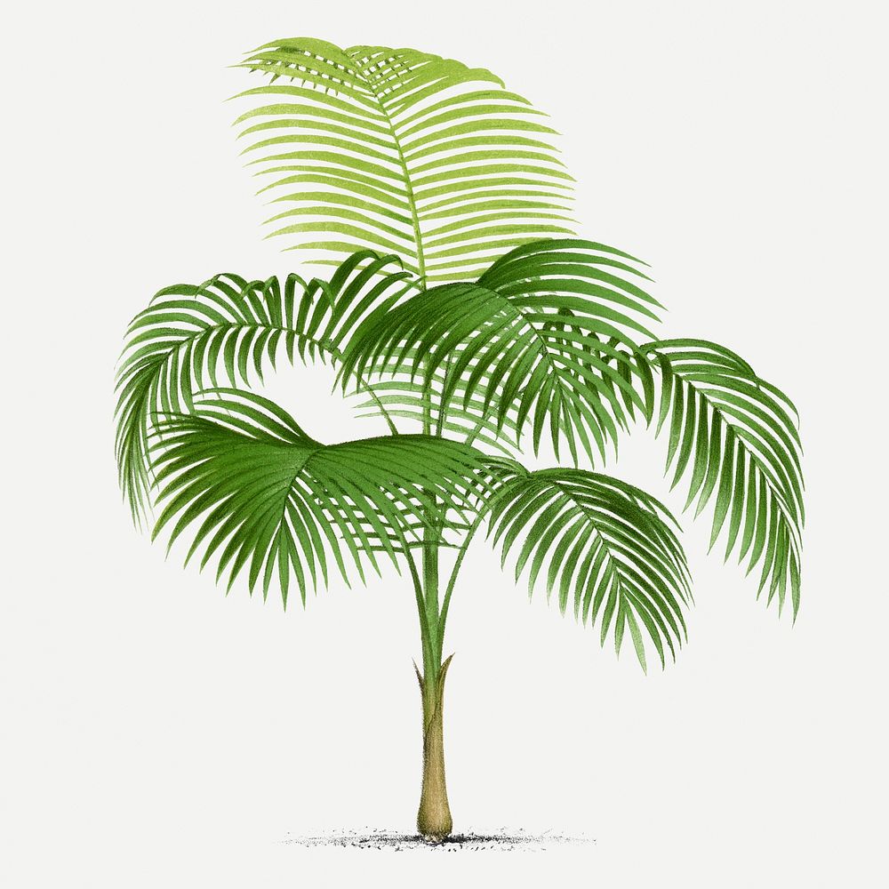 Palm tree sticker, vintage tropical clip art in green, classic psd collage element