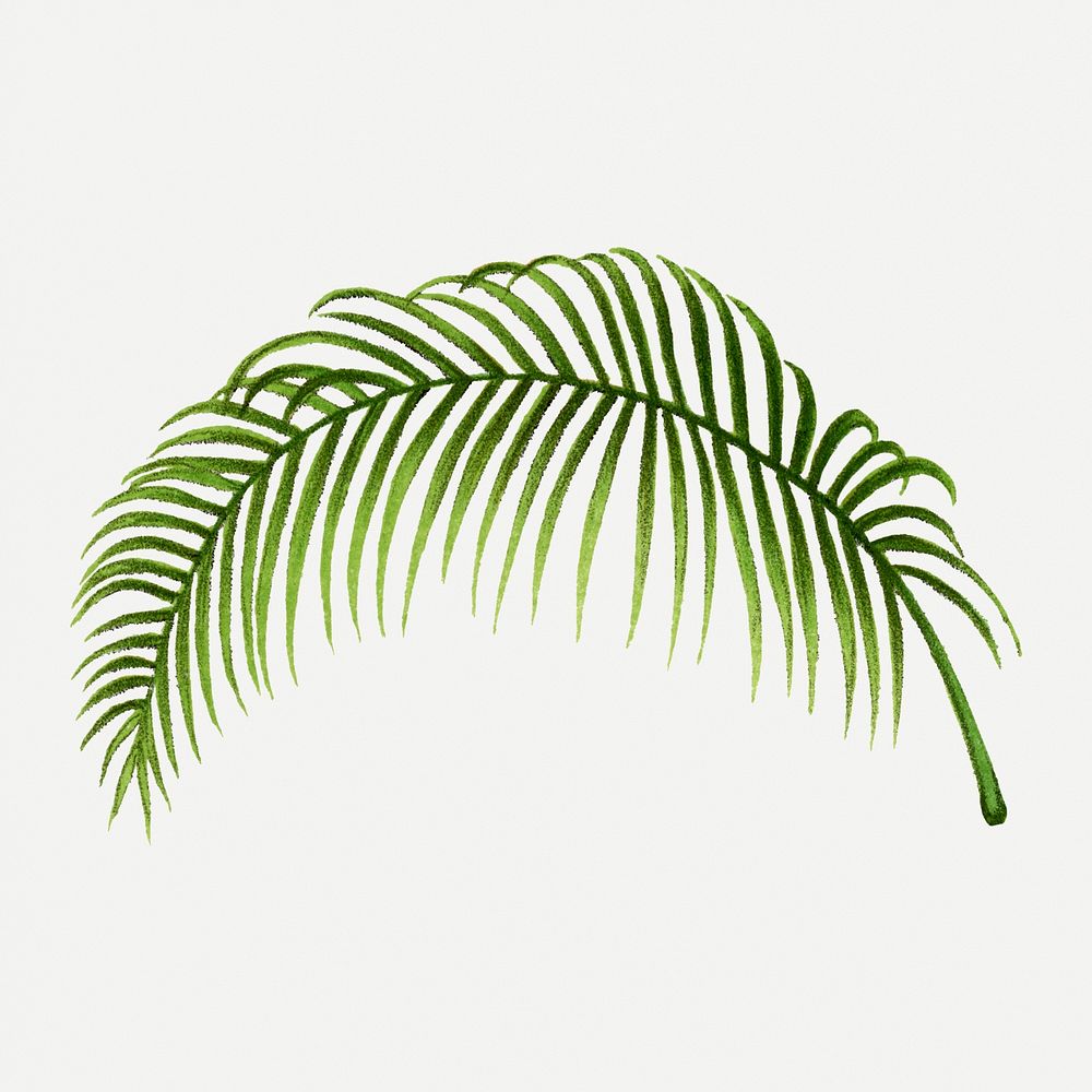 Vintage palm leaf illustration, aesthetic green botanical design, psd collage element