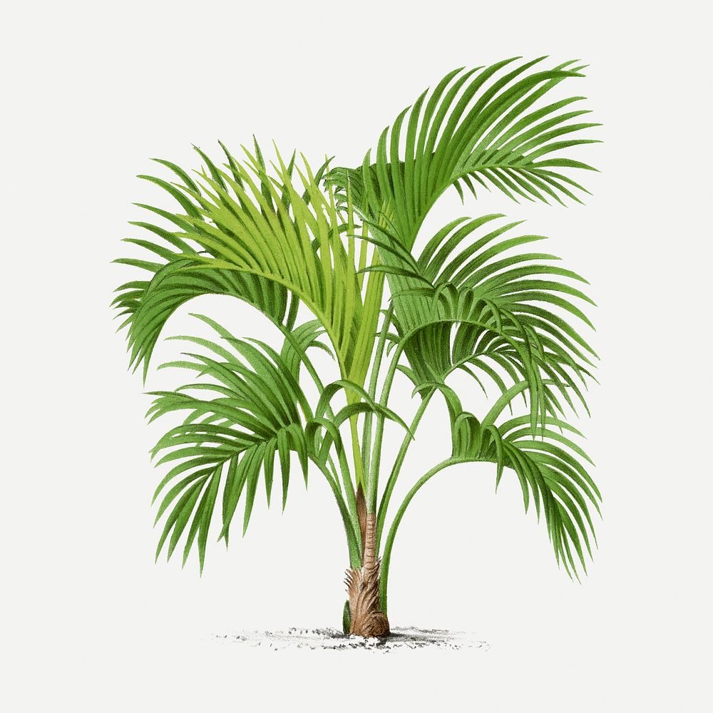 Palm tree illustration sticker, vintage tropical clip art in green, classic psd collage element