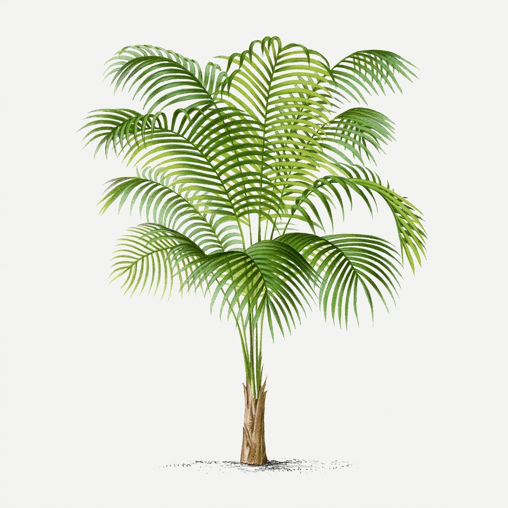 Tropical tree sticker, vintage palm leaves in green, classic psd collage element