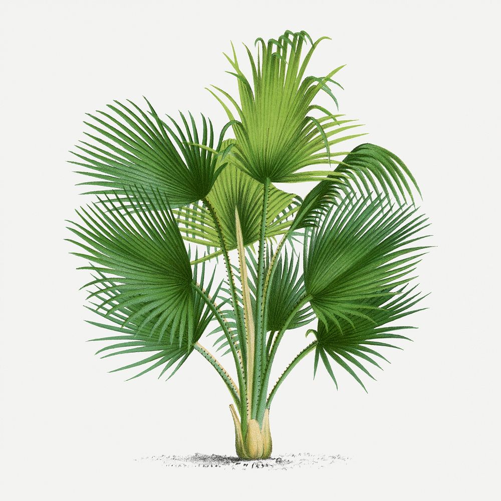 Palm tree sticker, vintage tropical clip art in green, classic psd collage element